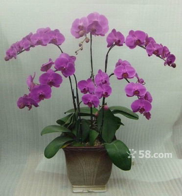 青島禮花傳情，品質(zhì)服務(wù)隨心——58網(wǎng)鄰通專業(yè)禮品花卉銷售解決方案